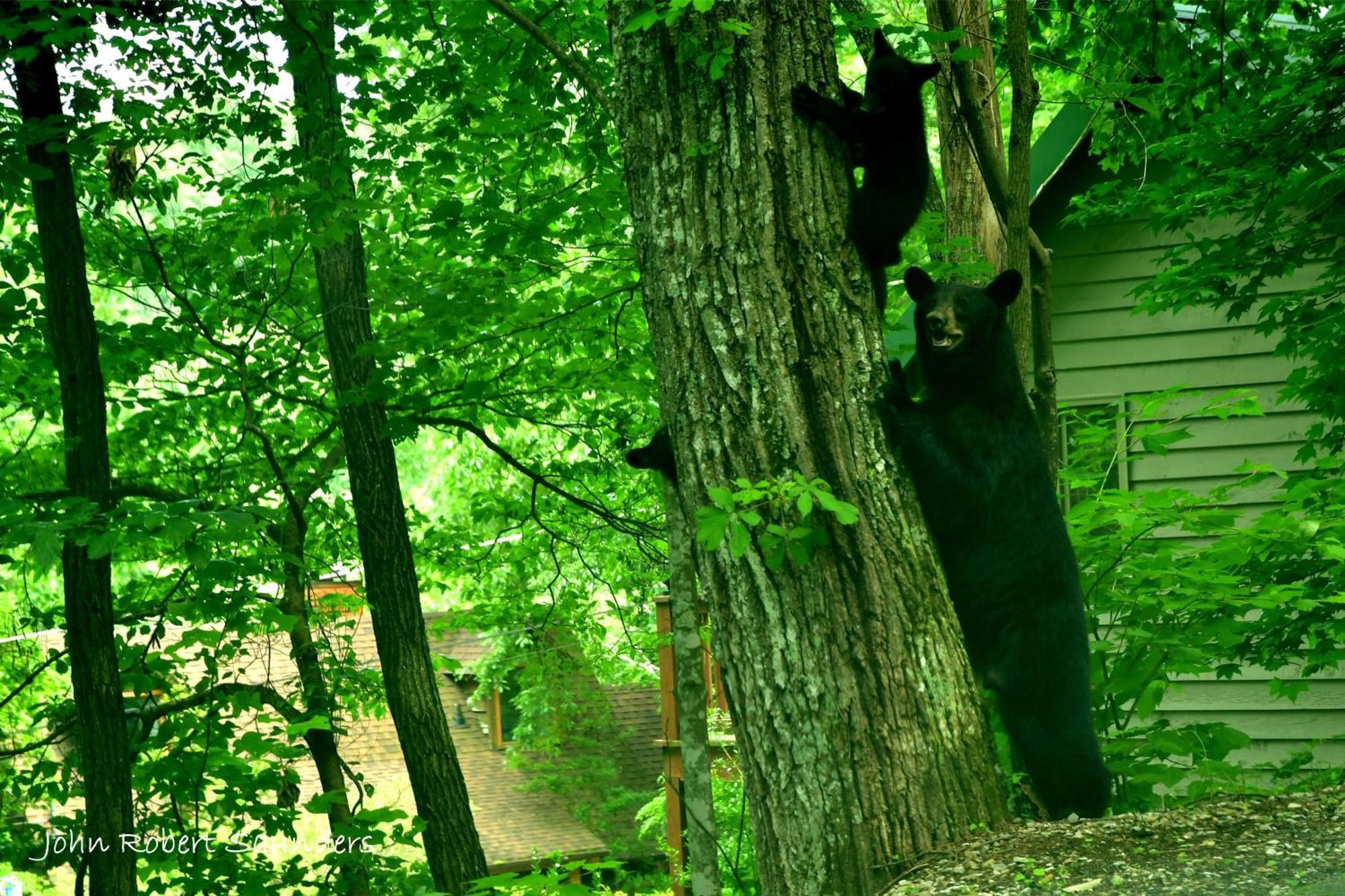 Wild Thing #1525 Villa Gatlinburg Bagian luar foto